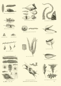 Side fra The Pictorial Museum of Animated Nature