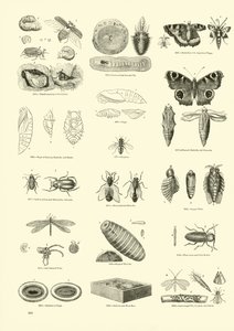 Side fra The Pictorial Museum of Animated Nature af English School
