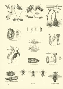 Side fra The Pictorial Museum of Animated Nature