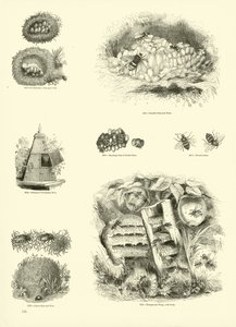 Side fra The Pictorial Museum of Animated Nature af English School