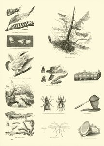 Side fra The Pictorial Museum of Animated Nature af English School