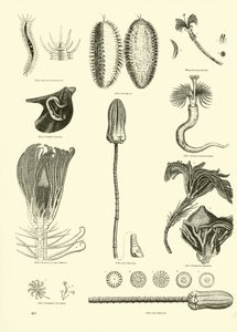 Side fra The Pictorial Museum of Animated Nature af English School
