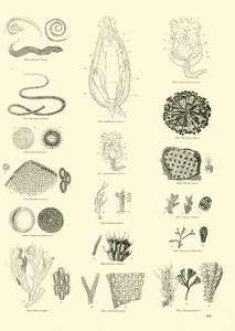 Side fra The Pictorial Museum of Animated Nature af English School