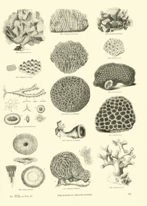 Side fra The Pictorial Museum of Animated Nature