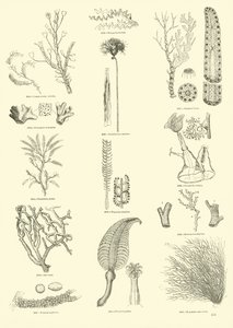 Side fra The Pictorial Museum of Animated Nature af English School