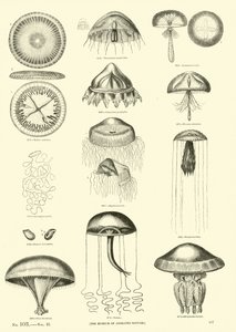 Side fra The Pictorial Museum of Animated Nature af English School