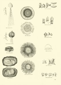 Side fra The Pictorial Museum of Animated Nature af English School