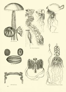 Side fra The Pictorial Museum of Animated Nature