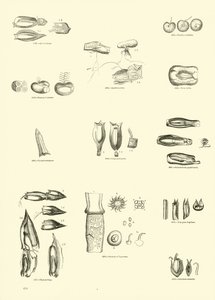 Side fra The Pictorial Museum of Animated Nature af English School