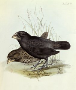 Par Geospiza Magnirostris, fra The Zoology of the Voyage of H.M.S. Beagle 1832-36 af Charles Darwin (1809-92), 1840 London af English School