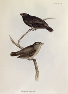 Par Geospiza Parvula, illustration fra Zoology of the Voyage of H.M.S. Beagle, 1832-36, af Charles Darwin (1809-92), 1840 af English School