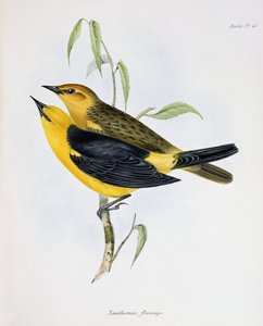 Par Xanthornus Flaviceps, illustration fra Zoology of the Voyage of H.M.S. Beagle, 1832-36, af Charles Darwin (1809-92), 1840 af English School
