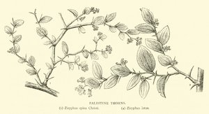 Palæstina-torne af English School