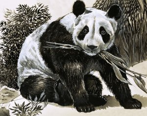 Panda af English School