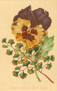 Pansy og jomfruhår af English School