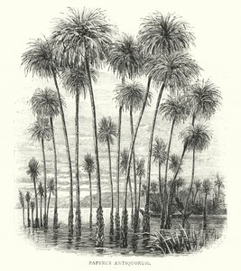 Gamle Papyrus (gravering) af English School