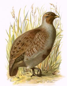 Agerhøne