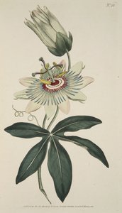Passiflora Caerulea (Common Passion Flower), fra The Botanical Magazine eller Flower Garden Displayed, pub. 1786 (håndfarvet gravering) af English School