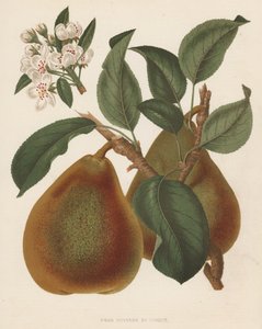 Pear Doyenne du Comice (farvelitografi) af English School