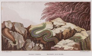 Perlige Nereis, Regenbogenblattwurm von English School