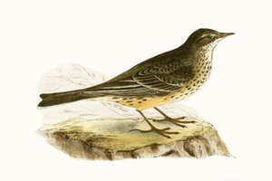 Pennsylvanian Pipit, illustration fra 