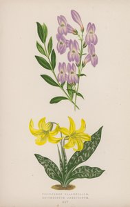 Pentstemon Crassifolium; Amerikansk erythronium (farve litho) af English School