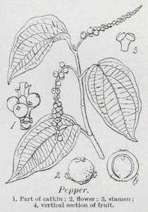 Peber (litho) af English School