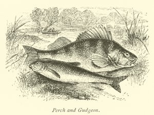 Aborre og Gudgeon af English School