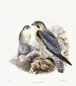 Peregrine Falcon - Falco Peregrinus, 1894-1899dani af English School