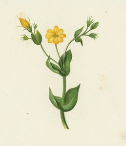 Perfoliate Yellow Wort, Chlora Perfoliata (farve litho) af English School