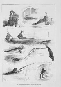 Udfører sæl på Royal Aquarium af English School