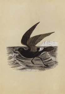Petrel (farvelitografi) af English School