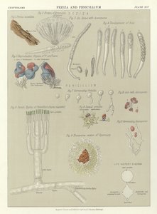 Peziza og Penicillium af English School