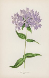 Blomster Diwariketa (Colour Litho) af English School