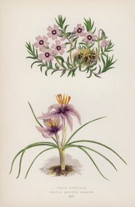 Phlox Subulata; Crocus sativus Greecus (farve litho) af English School
