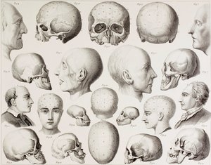 Frenologisk illustration, der viser hjernens psykologiske relationer, fra et tryk fra det 19. århundrede af English School