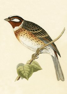Pine Bunting, illustration fra 