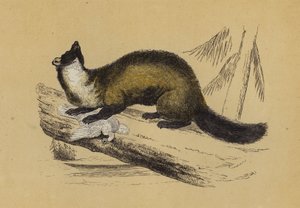 Pine Marten (farvelitografi) af English School