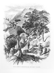 Fyrretræer i Rungelt-dalen i Himalaya, fra Himalayan Journals, 1854 af English School