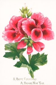 Lyserøde blomster, julekort af English School