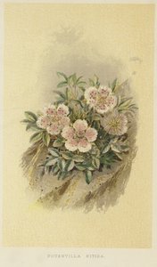 Pink cinquefoil af English School