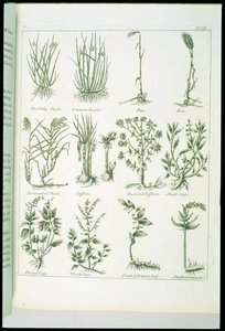 Pflanzen aus Culpepers English Physician and Complete Herbal, veröffentlicht 1790