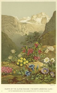 Plants of the Alpine Region, the North Limestone Alps  af English School