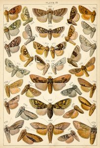 Tallerken fra vort lands sommerfugle og møl (chromolitho) af English School