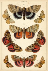 Tallerken fra vort lands sommerfugle og møl (chromolitho) af English School