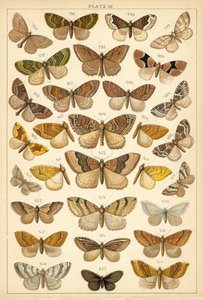 Tallerken fra vort lands sommerfugle og møl (chromolitho) af English School