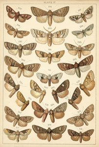 Tallerken fra vort lands sommerfugle og møl (chromolitho) af English School