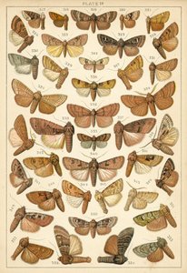 Tallerken fra vort lands sommerfugle og møl (chromolitho) af English School