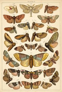 Tallerken fra vort lands sommerfugle og møl (chromolitho) af English School