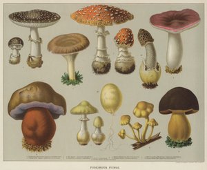 Giftige svampe (farve litho) af English School